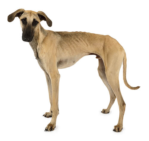 Sloughi Dog Breed Information Purina